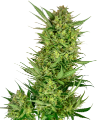 Sensi Seeds Hạt cần sa Buttercream Gelato Feminized, 3-10 viên