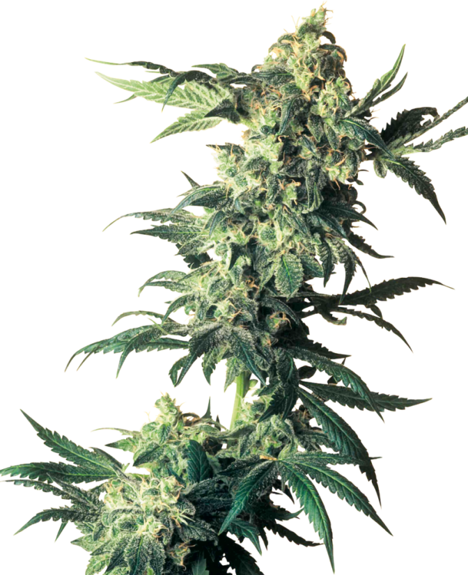 Sensi Seeds Hạt giống cần sa Northern Lights® Feminized, 3-10 hạt