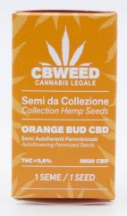 Cbweed Auto Oranssi Bud CBD - 1x Automaattinen kukinta Feminisoitu siemen