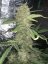 Graines de cannabis Fast Buds OG Kush Auto