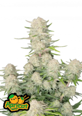 Fast Buds Cannabis Seeds Sárgabarack Auto