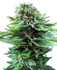 Sensi Seeds Cannabis Seeds Northern Lights Automatic® Feminized, 3-10 τεμ.