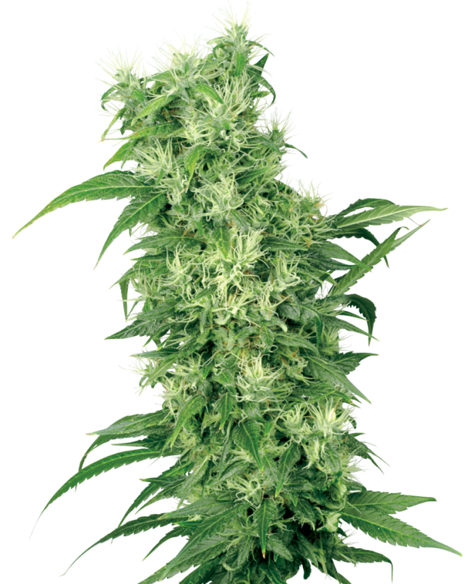 Sensi Seeds Cannabisfrø kvindeblanding feminiseret af White Label, 5-10 stk.