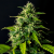 Doctor´s Choice Seeds DC Cure 1:1 Auto Feminized