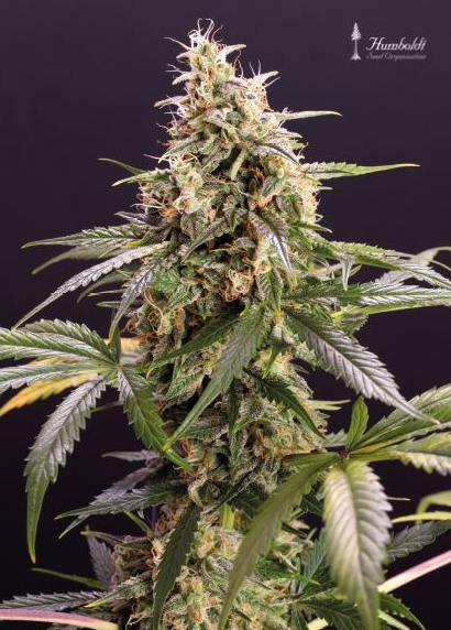Cannapedia 2021 Månkalender - Autoflowering Cannabisstammar + 7x frön (Seedstockers och Top Tao Seeds)