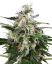 Sensi Seeds Cannabis Seeds White Skunk Automatic Feminized by White Label, 3-10 vnt.