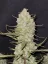 Fast Buds Cannabis Seeds Tropicana sausainiai Auto