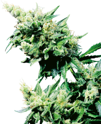 Sensi Seeds Sementes de Cannabis Hash Plant® Regular, 10 unidades