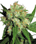 Sensi Seeds Cannabis Seeds Sensi Skunk® Feminized, 3-25 kpl