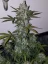 Fast Buds Cannabis Seeds Girl Scout Cookies Auto