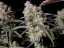 Fast Buds Cannabis Seeds Gorilla Zkittlez Auto
