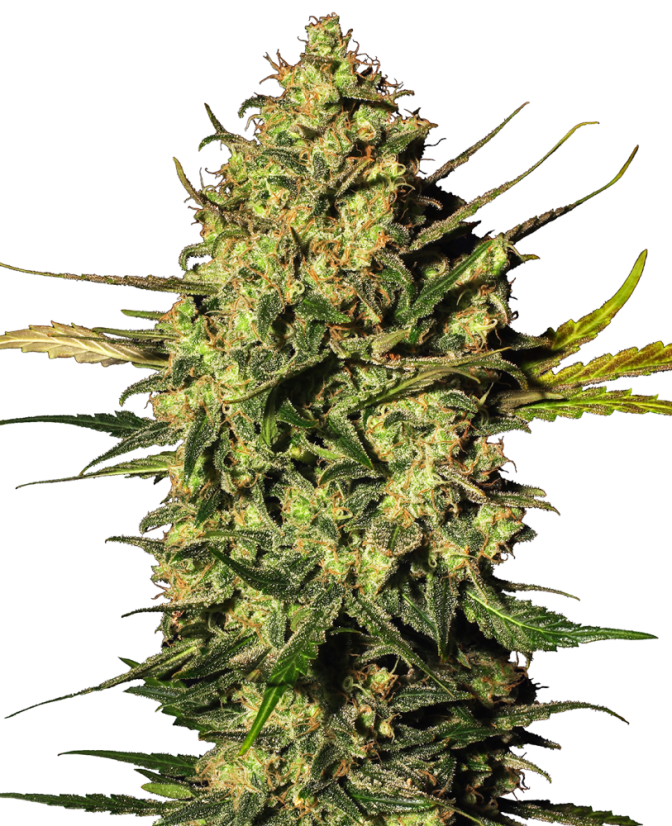 Sensi Seeds Cannabis Seeds Master Kush Automatic Feminized by White Label, 3-10 stk