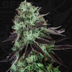 T.H.Seeds™ Cannabiszaden Darkstar™, verschillende verpakkingen, regulier