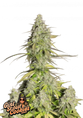 Graines de cannabis Fast Buds Girl Scout Cookies Auto