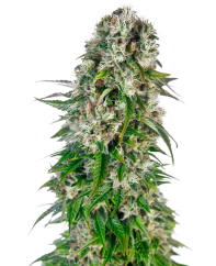 Sensi Seeds Cannabiszaden Big Bud Automatic® Gefeminiseerd, 3-10 stuks