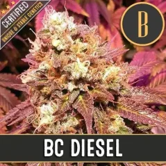 Blimburn Seeds Semena konoplje BC Diesel Feminized