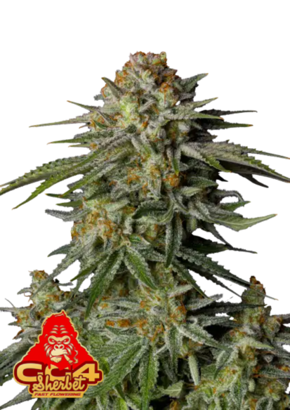 Fast Buds Żerriegħa tal-Kannabis GG4 Sherbet FF