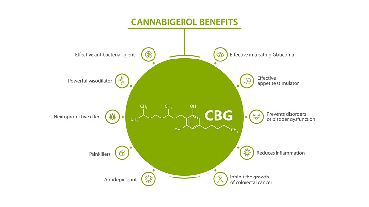 Infografia que mostra os potenciais benefícios terapêuticos do CBG