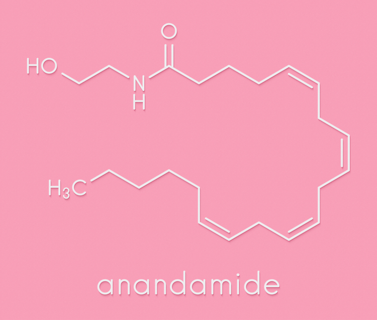 anandamid