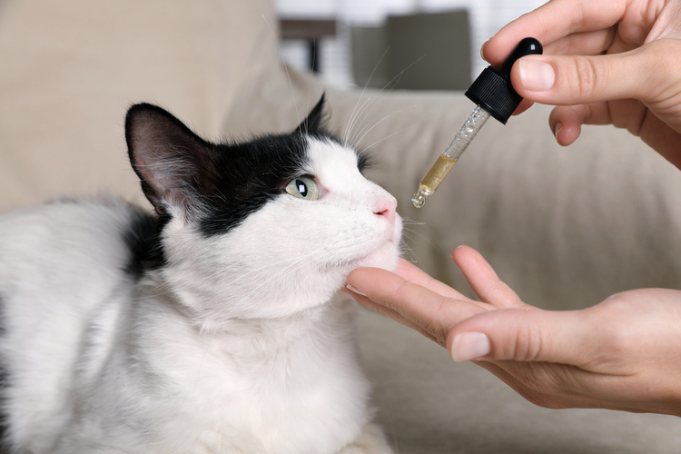 Wie viel CBD kann man einer an Epilepsie leidenden Katze geben?