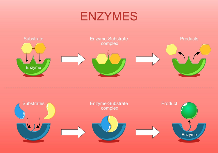 Ilustrácia znázorňujúca funkcie enzýmov, čo sú bielkoviny, ktoré fungujú ako biologické katalyzátory urýchľujúce chemické reakcie, napríklad syntézu