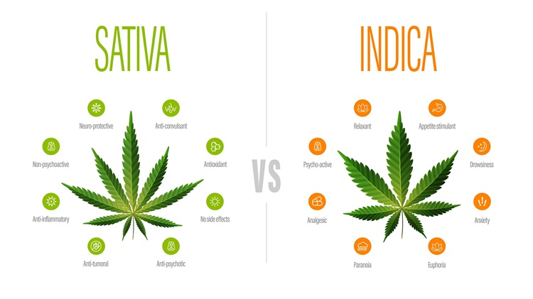 Sativa vs Indica, biely informačný plagát s rozdielmi medzi Indicou a Sativou