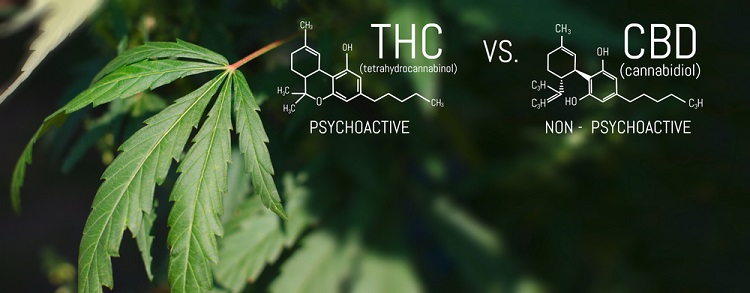 THC vs. CBD chemický vzorec