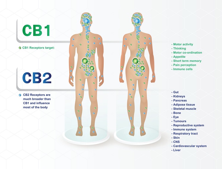 Un esquema de los receptores CB1 y CB2, sobre los que actúa el 8-OH-HHC, en el sistema endocannabinoide del organismo.