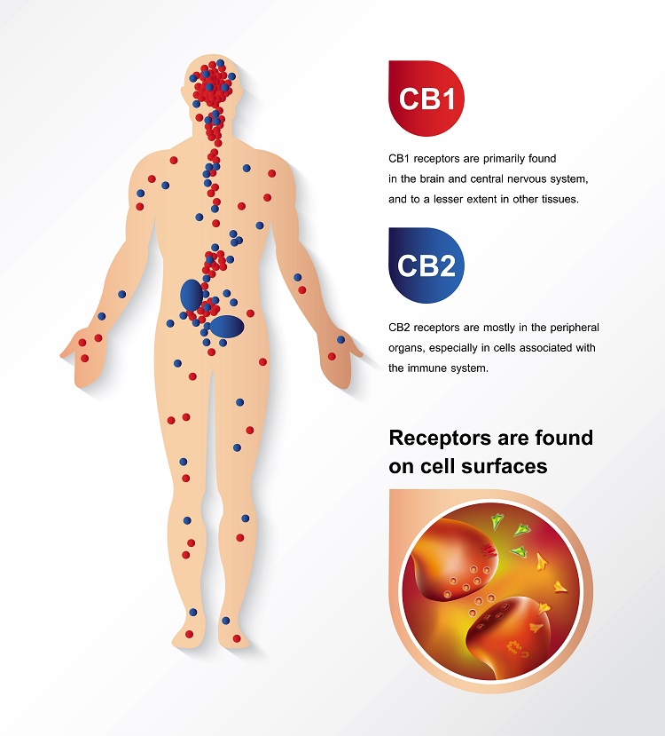 Popis endokanabinoidního systému v těle, receptory CB1 a CB2