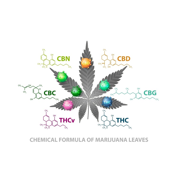 Infografika zobrazujúca konopné listy a kanabinoidy, ako sú CBG, THC, THCV, CBC, CBN a CBD