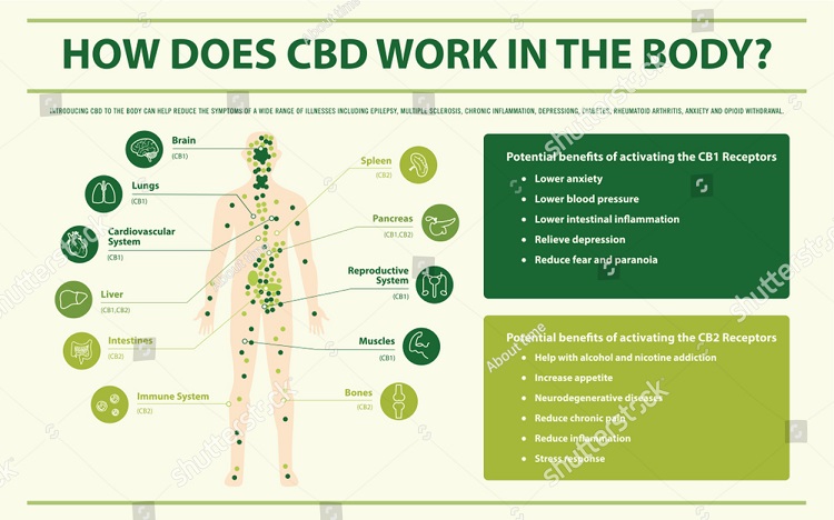 Infografika znázorňuje lidské tělo a rozložení receptorů CB1 a CB2, jak funguje CBD v organismu