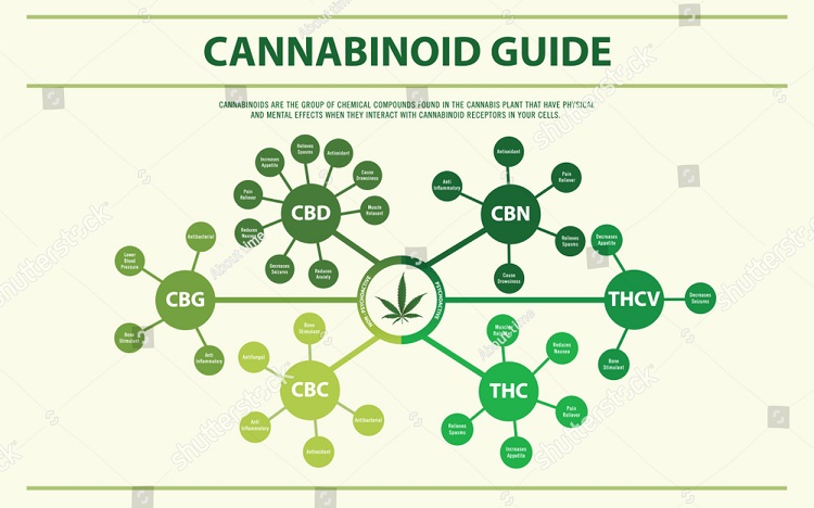 Infografika zobrazující kanabinoidy CBD, CBC, CBN, CBG, THC a THCV s popsanými účinky